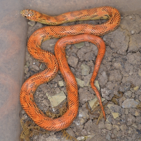 Lampropeltis getula floridana