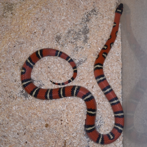 Lampropeltis ruthveni