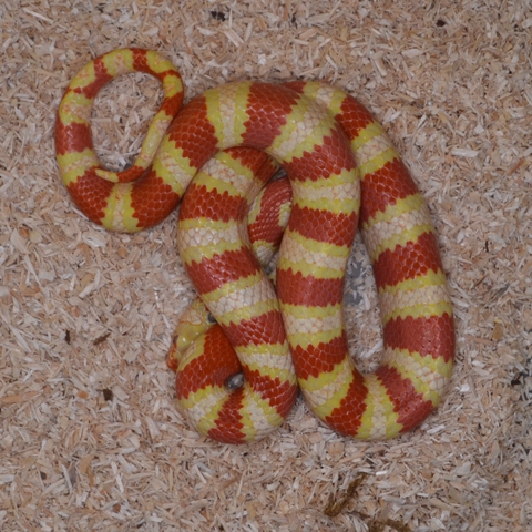 Lampropeltis ruthveni