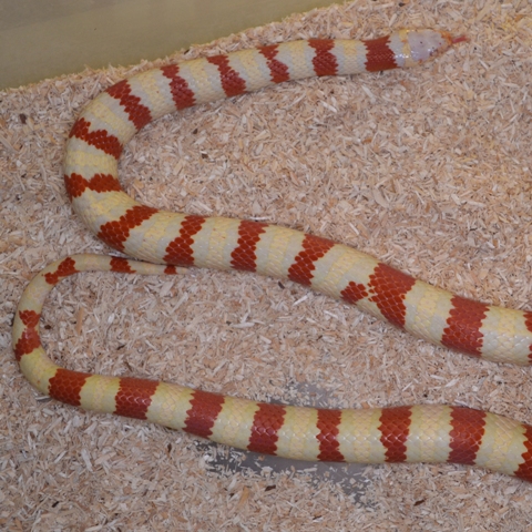 Lampropeltis ruthveni