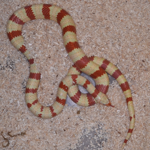 Lampropeltis ruthveni