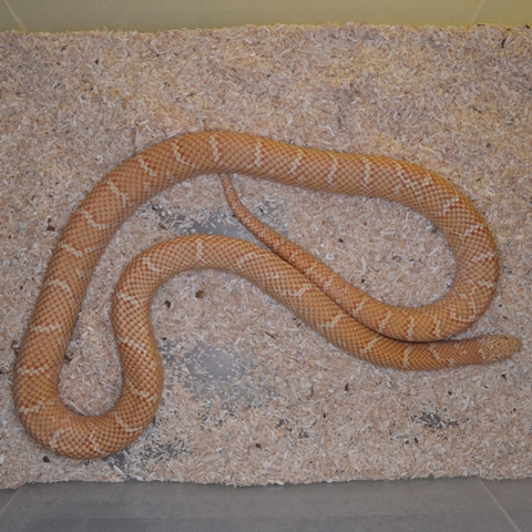 Lampropeltis getula floridana