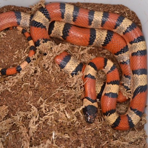 Königsnattern,Lampropeltis mexicana thayeri