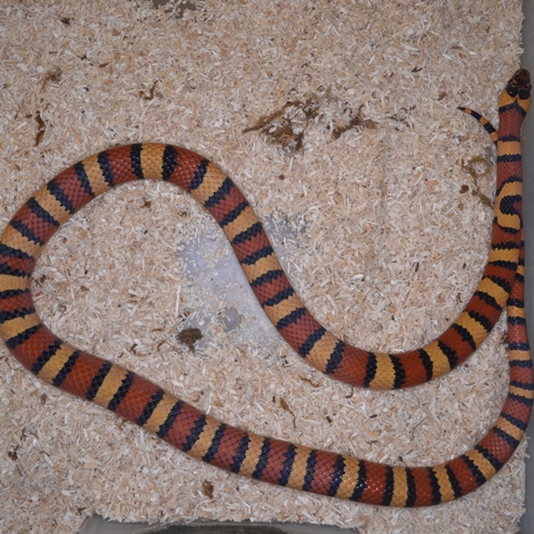Königsnattern,Lampropeltis mexicana thayeri