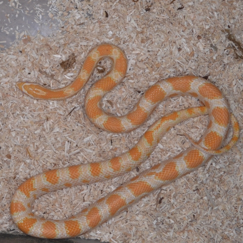 Kornnattern, Pantherophis guttatus