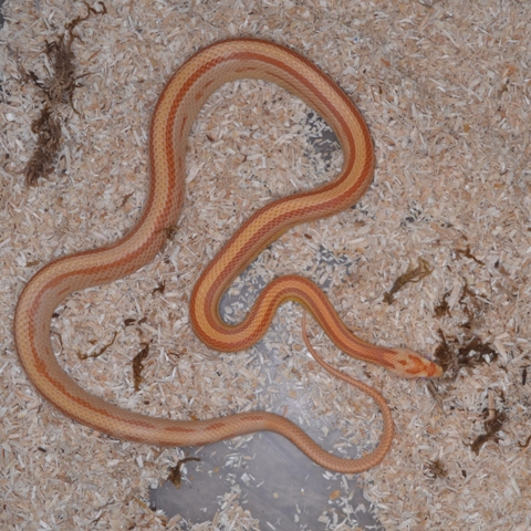 Kornnattern, Pantherophis guttatus