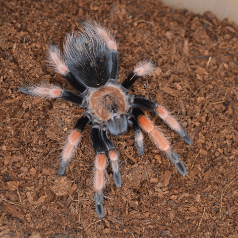 Brachypelma boehmei