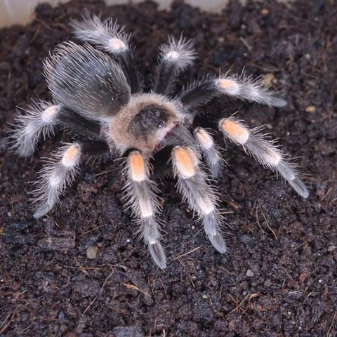 Brachypelma smithi