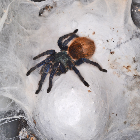 Chromatopelma cyaneopubescens